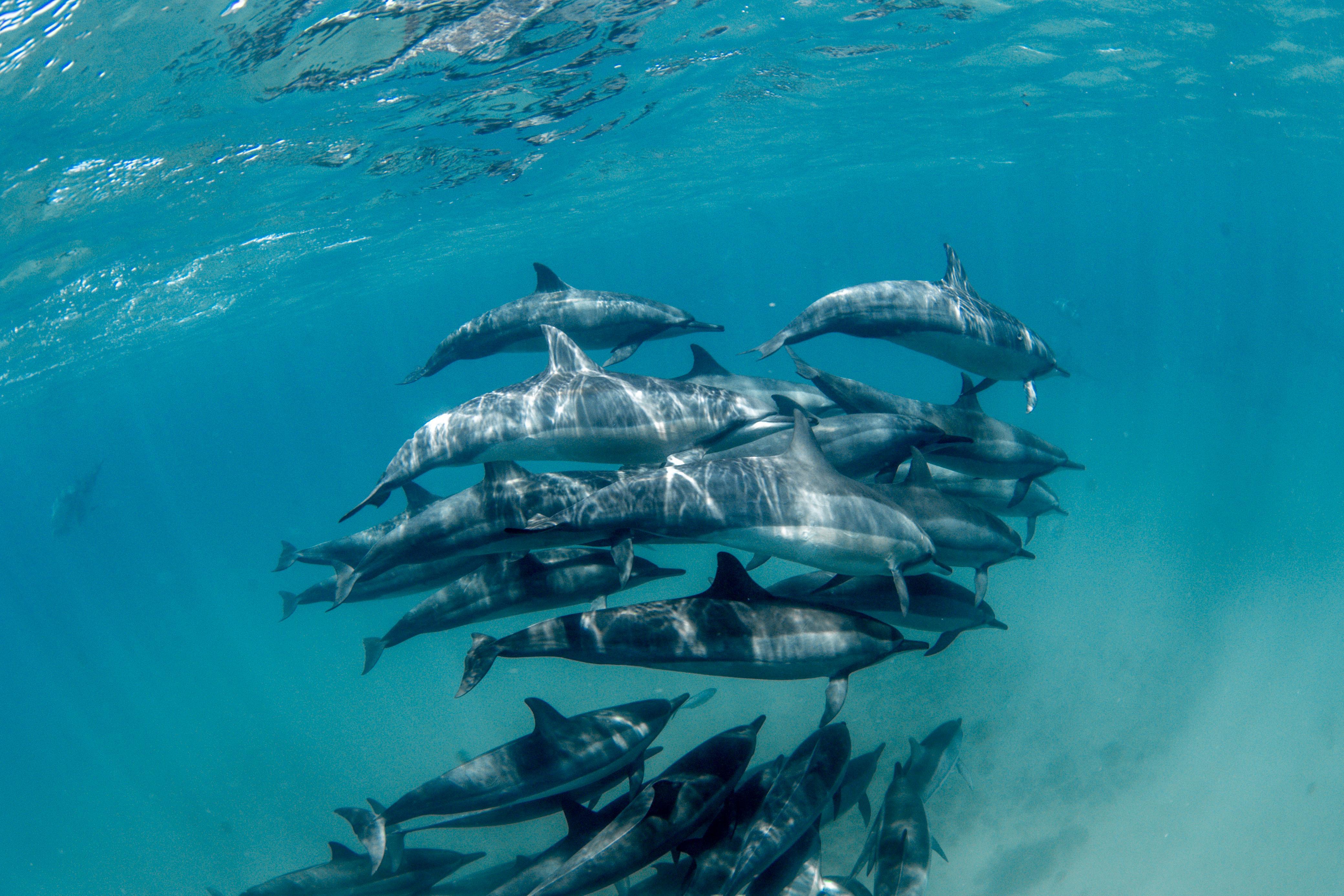 Dolphins swimming in the waters of Fernando de Noronha